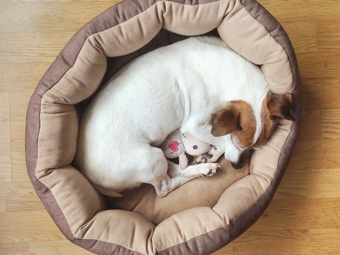 Top 10 Best Baby Beds For Puppy To Buy In 2020